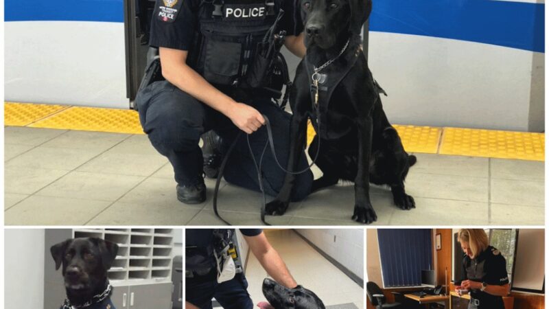 A police officer can show compassion by training a dog to be a great officer and adopting it.