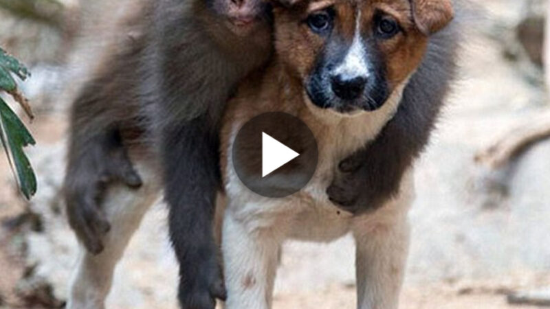 tho “Heroic Dog Carries Injured Monkey on Its Back, Seeks Help in Heartwarming Display of Compassion” tho