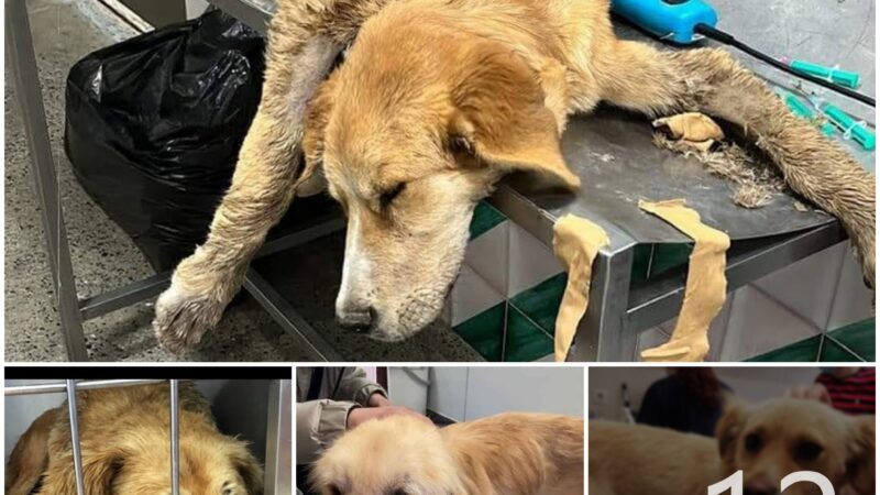 tho “Heartrending Tale: Exhausted Dog Abandoned at 4 AM, Captured in Emotional Journey of Rescue and Redemption” tho