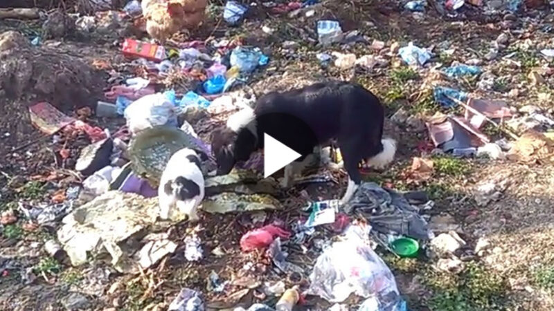 tho “The Mother Dog’s Frantic Search for Food in the Trash: A Heart-Stirring Tale of Determination to Feed Starving Puppies, Touching Millions Worldwide” tho