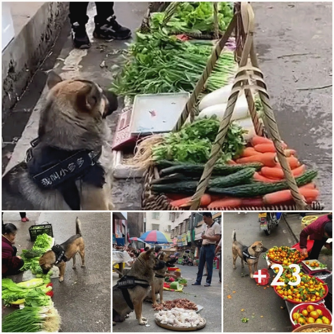 A touching story about a loyal market dog who watches over vegetable stalls, helping his owner win the hearts of millions of people.