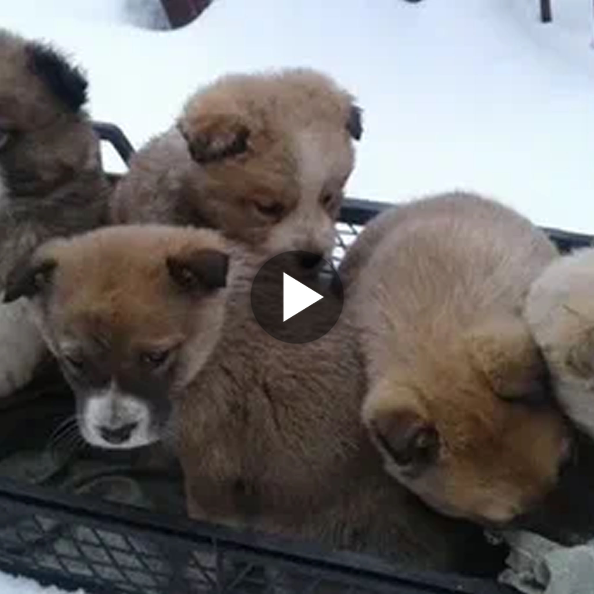tho “Heartwarming Reaction: Rescuer Follows Stray Dog in Cleveland, Uncovering Abandoned Puppies in a Tale Filled with Hope, Bringing Joy to the Online Community” tho