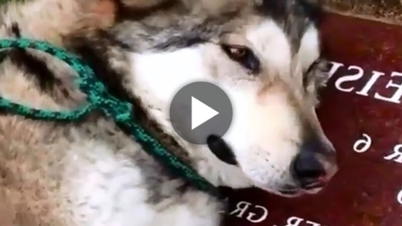 tho “Touching scene: Heartbroken Husky sheds tears in front of his owner’s gravestone moves netizens (Video)” tho