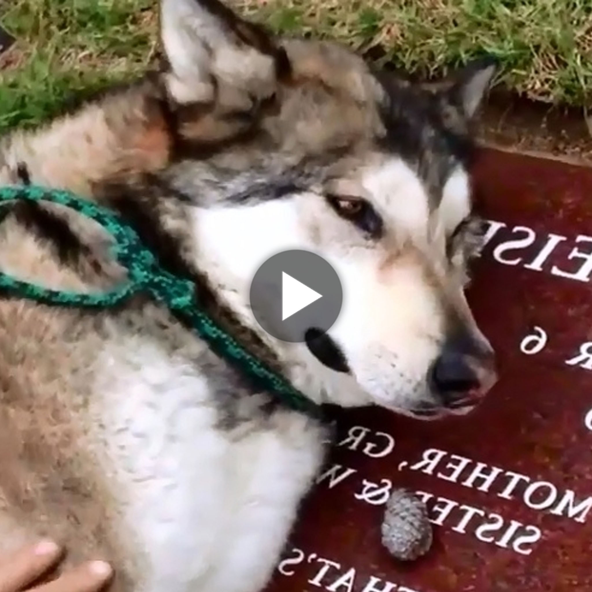 tho “Touching scene: Heartbroken Husky sheds tears in front of his owner’s gravestone moves netizens (Video)” tho