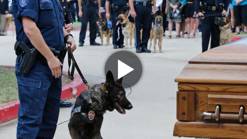 Four-legged hero: The Oklahoma K-9 police dog killed while on duty received a full funeral, bringing tears to many attendees.