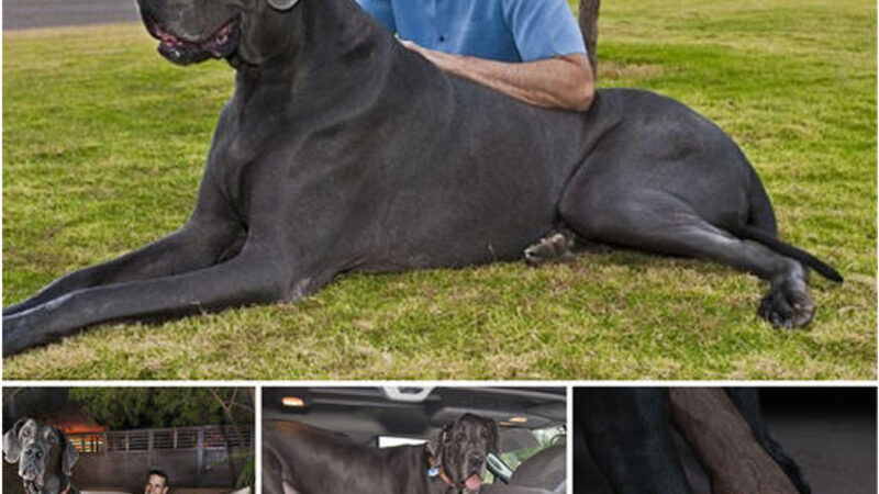 tho “Meet ‘Colossal Canine’: A 7-Foot-Long Blue Great Dane Potentially Claiming the Title of World’s Tallest Dog, Surprising Everyone” tho