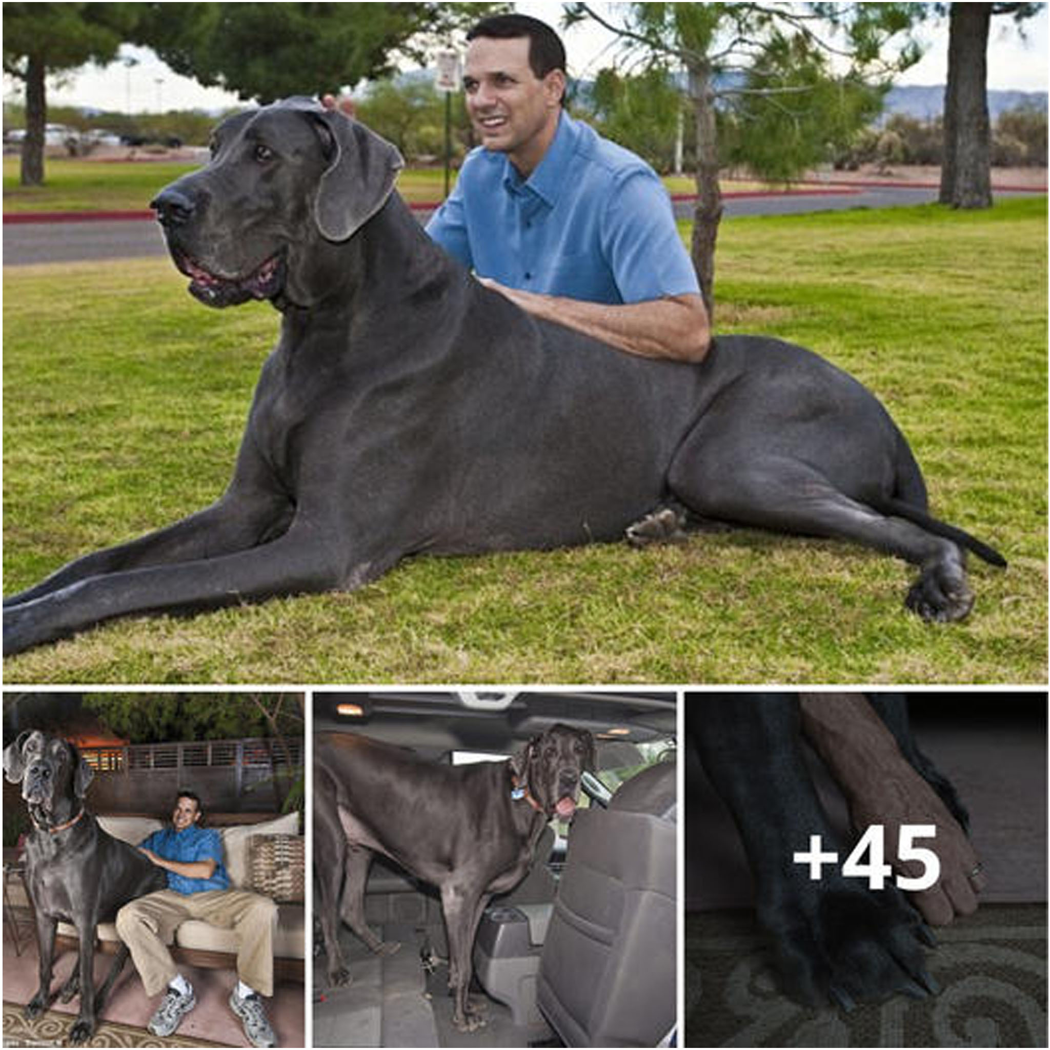 tho “Meet ‘Colossal Canine’: A 7-Foot-Long Blue Great Dane Potentially Claiming the Title of World’s Tallest Dog, Surprising Everyone” tho