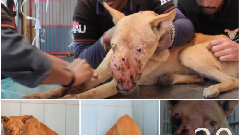 tho “Miraculous Transformation: Dog Overcomes Painful Face Cancer with Chemo, Bringing Tears to Netizens’ Eyes” tho