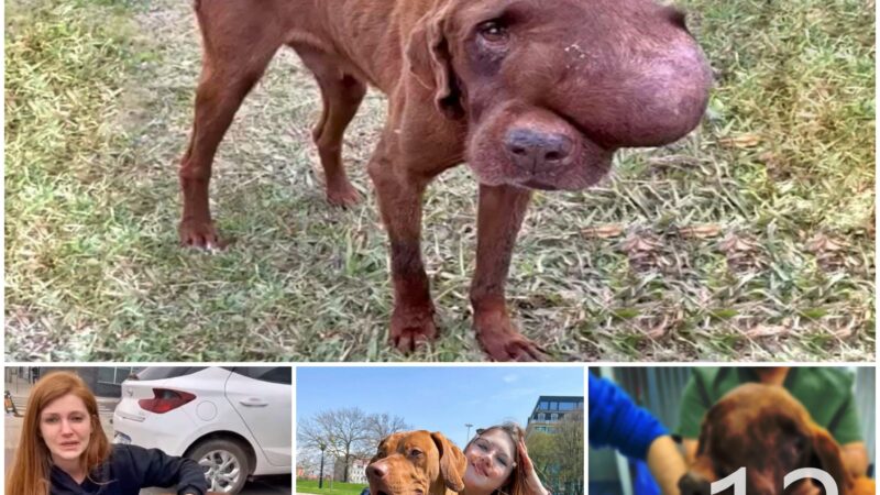 tho “Rescue and Relief: Witnessing a Dog in Agony, Collapsing, and Calling for Help, the Heartbreaking Moment Transforms to Relief, Touching the Online Community” tho