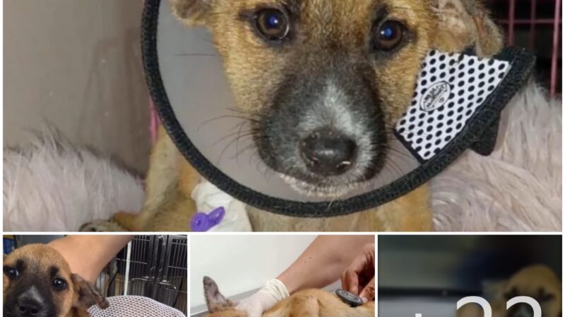 tho “Ticking a Ticking Time Bomb: A Severely Distended Stomach Raises Concerns About the Dog’s Health, Escalating the Situation and Leaving Netizens Worried” tho