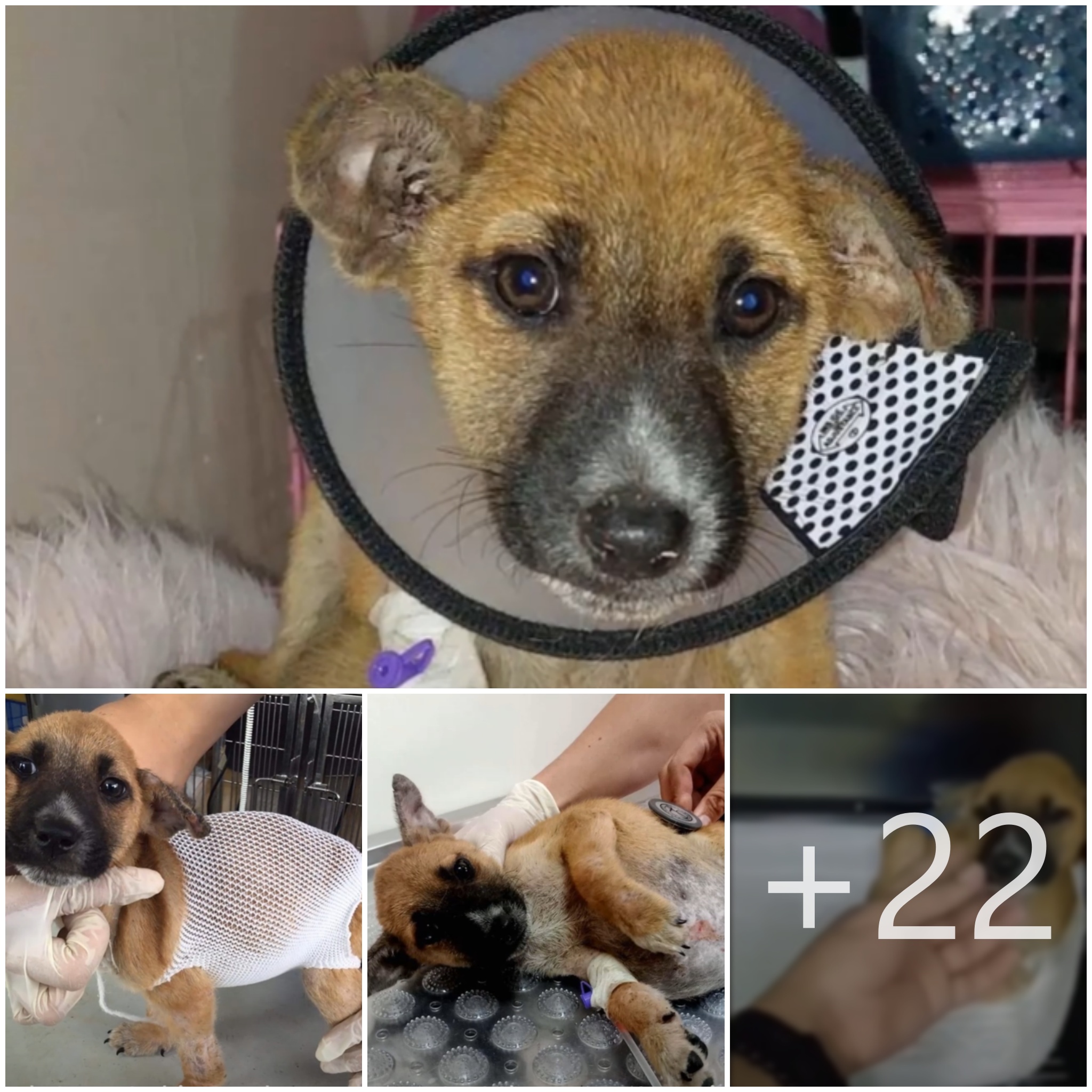 tho “Ticking a Ticking Time Bomb: A Severely Distended Stomach Raises Concerns About the Dog’s Health, Escalating the Situation and Leaving Netizens Worried” tho