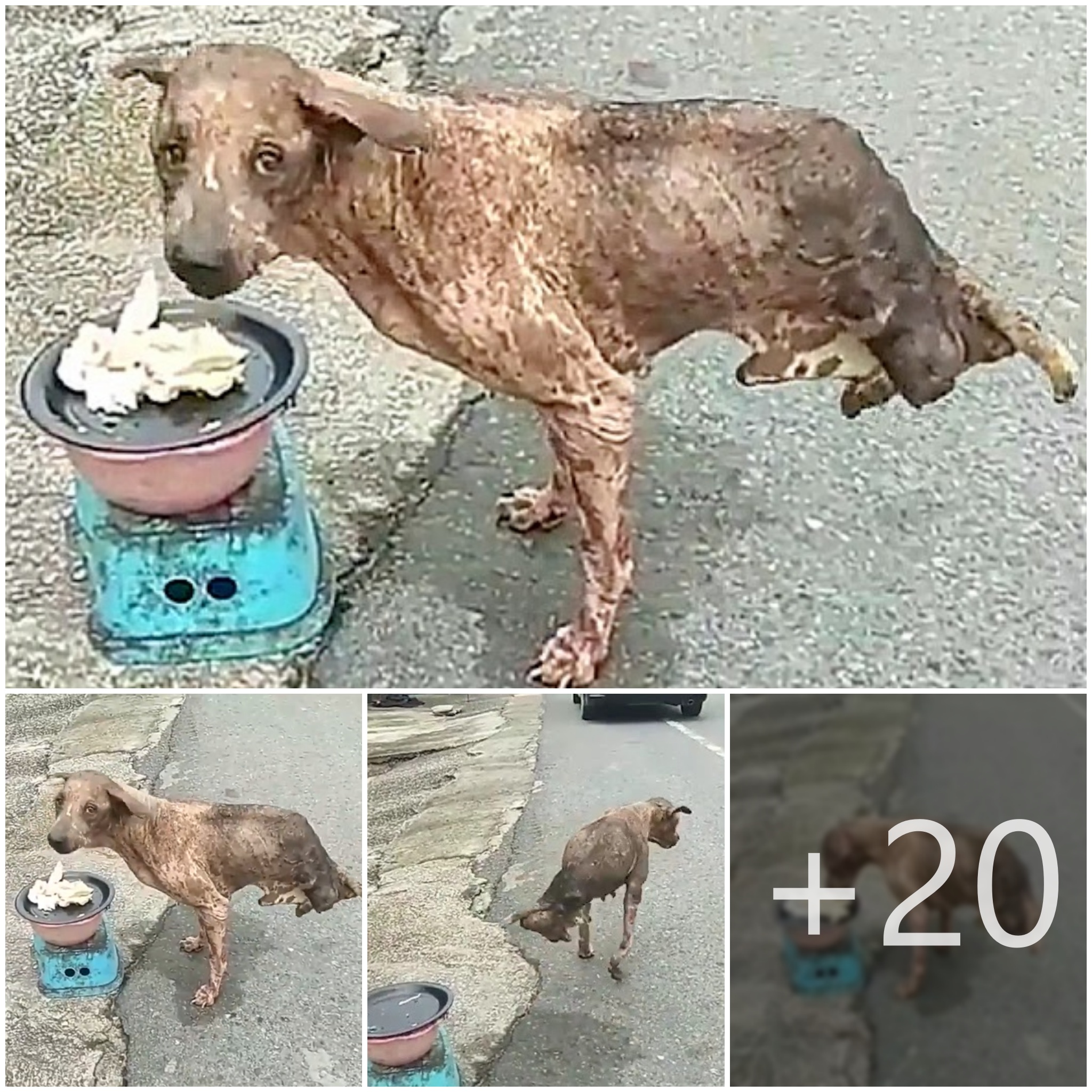 tho “Abandoned Dog with Two Amputated Legs Suddenly Receives Help, Stirring Emotions in the Online Community.” tho