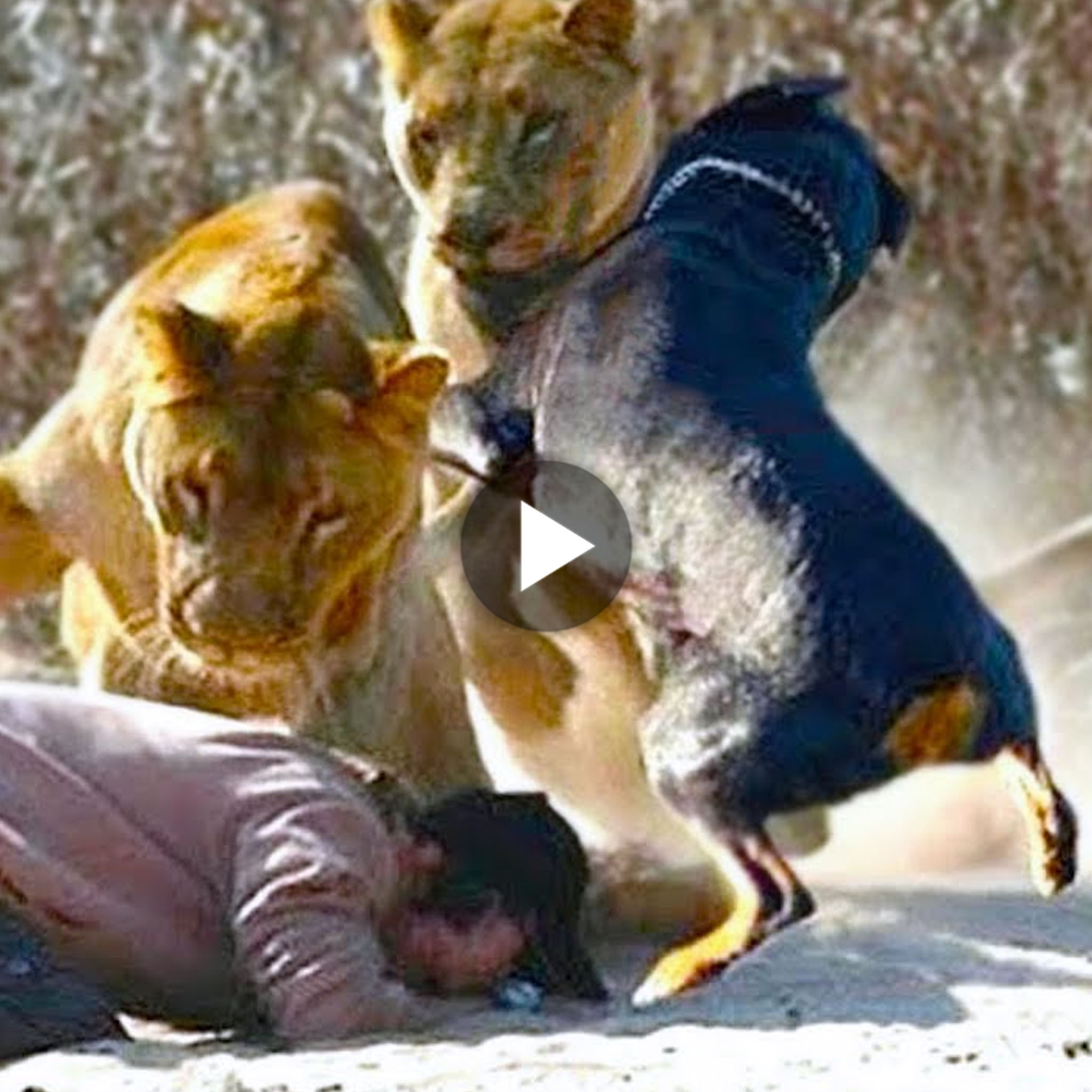 tho “Incredible Acts of Courage: Brave the Dog Faces Two Lions to Save the Life of Owner’s Beloved, Demonstrating Unwavering Loyalty, Making Netizens Appreciate the Dog’s Heroism.” tho