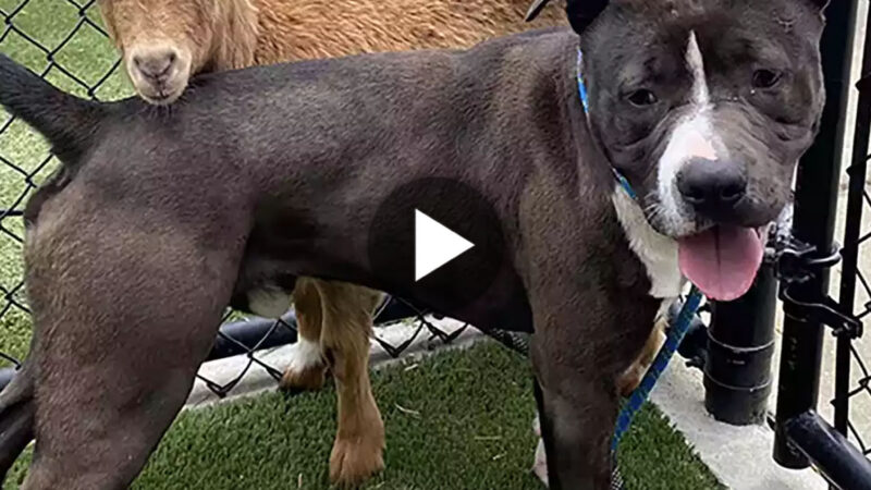 tho “Assist Us in Locating a Forever Abode for this Charming Goat and Canine Pair in North Carolina Makes Netizens Excited” tho