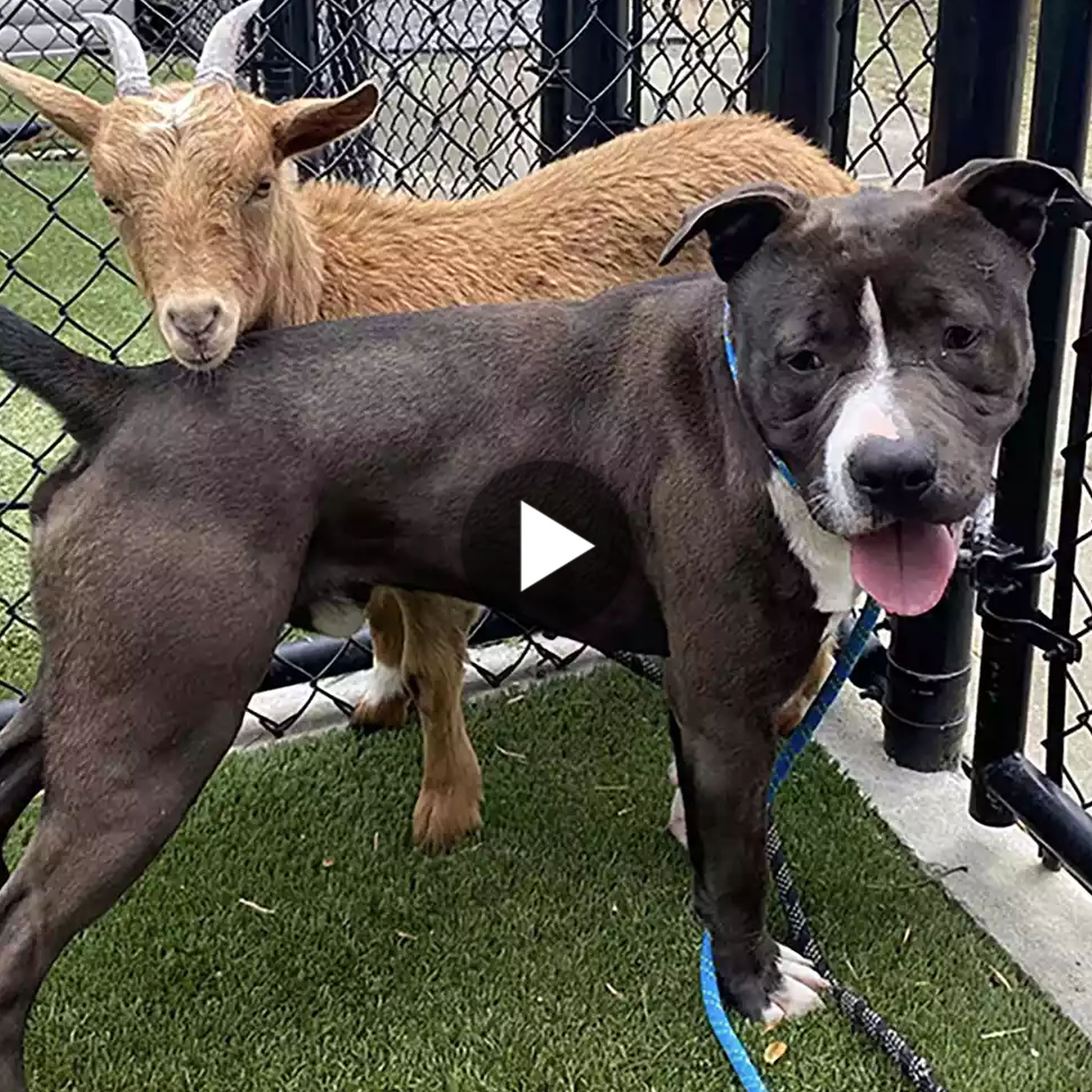 tho “Assist Us in Locating a Forever Abode for this Charming Goat and Canine Pair in North Carolina Makes Netizens Excited” tho