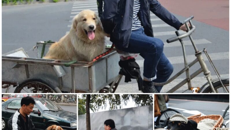 Every day accompanying his owner to the market, the adorable dog makes the online community love him.