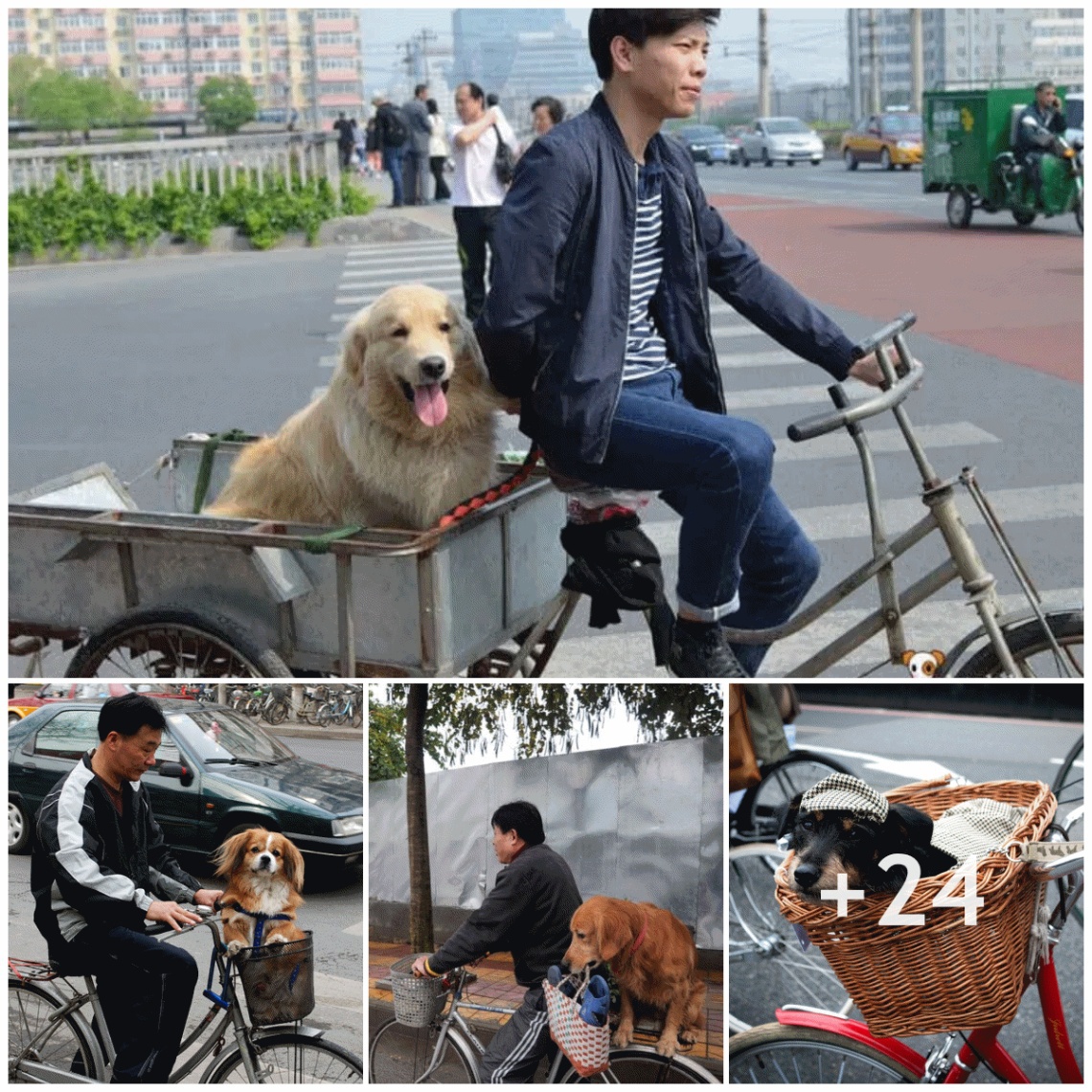 Every day accompanying his owner to the market, the adorable dog makes the online community love him.