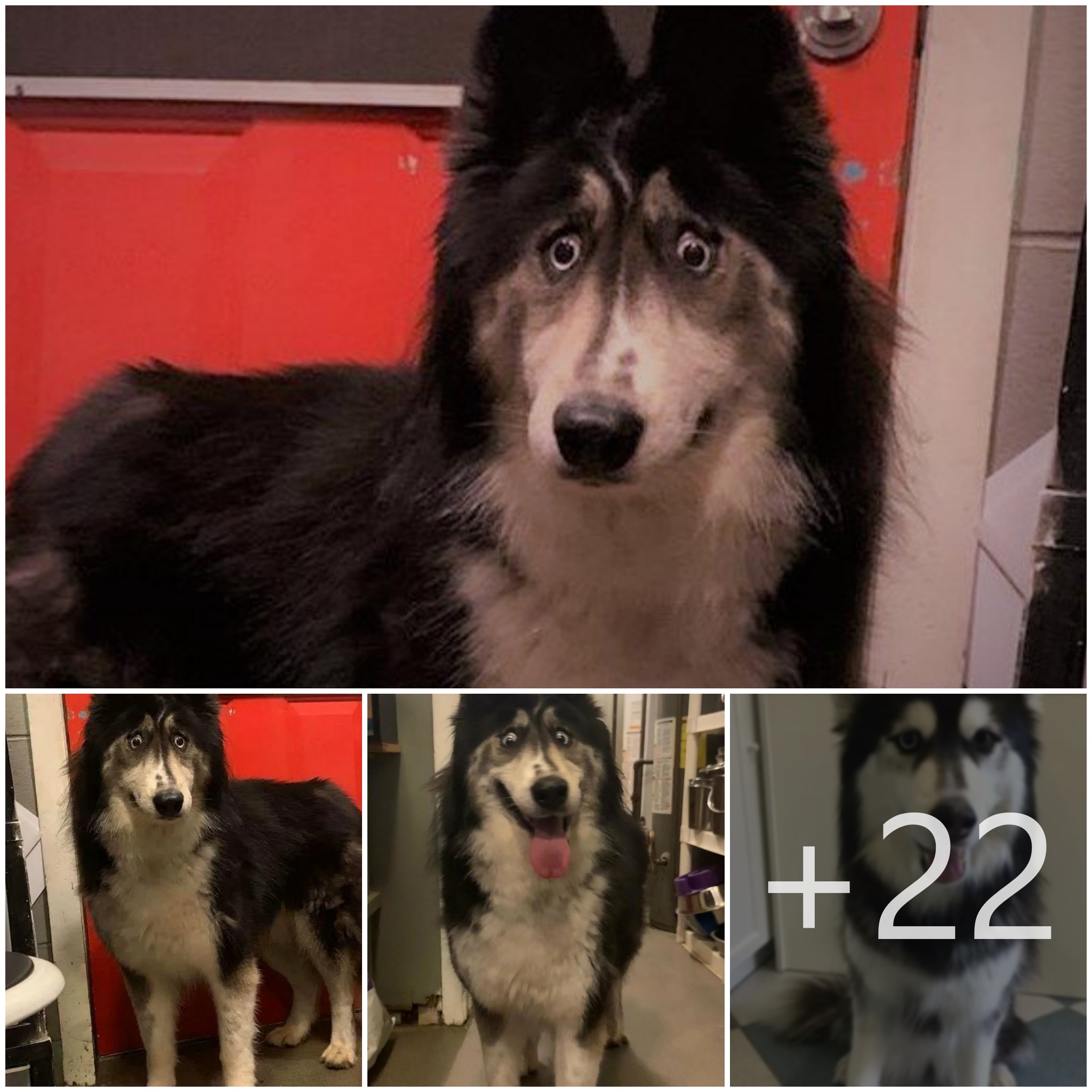 tho “A Breeder Refused to Sell This Husky Dog Because of Its ‘Goofy Face’ and Flamboyant Appearance, Capturing the Charm of All Dogs and Delighting Netizens” tho