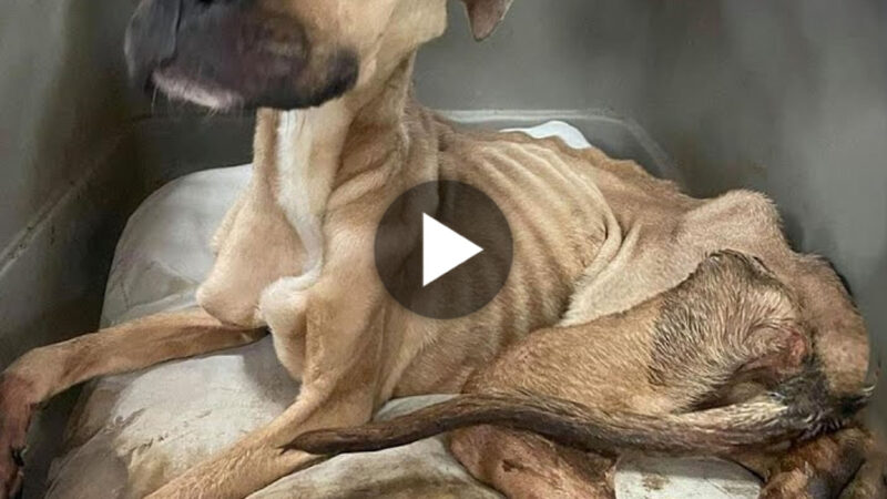 tho “Witness the rescue of a dog abandoned amidst dry bones in a desolate place. Tears fall from the dog’s eyes as the rescue team arrives promptly, showcasing the transformative power of compassion in the face of abandonment.” tho