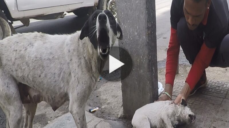 The mother dog made me cry uncontrollably when she screamed in agony and despair upon realizing that her son was going to die. Her eyes begged for assistance.