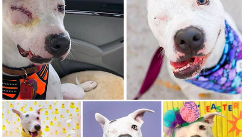 tho “Liberating Happiness: The Touching Story of a Rescued One-Eyed Dog Captivates Readers” tho