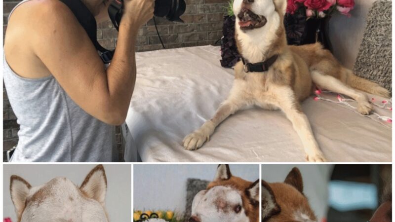 A memorable birthday for a blind furry friend with photos capturing memorable moments that are heartwarming and filled with love.