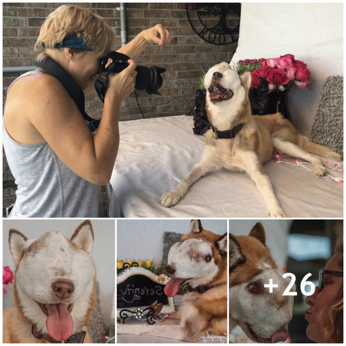 A memorable birthday for a blind furry friend with photos capturing memorable moments that are heartwarming and filled with love.