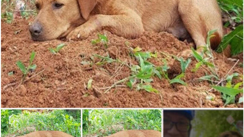 tho “Tears Fall: Puppy Refuses to Leave His Brother’s Grave After His Passing, Whole Town Mourns – A Truly Painful Moment That Touches Millions Around the World” tho