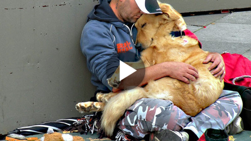 tho “Not Alone in Homelessness: A Dog’s Loyalty Warms Hearts Amid Difficult Circumstances, Touching the Audience” tho