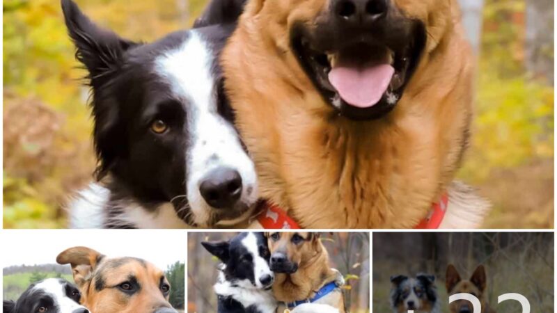 tho “This Touching VIDEO Depicts Two Shelter Dogs Sharing an Emotional Hug, Expressing Their Hopes for a Loving Home, and It Melts Hearts Across the Globe, Moving Netizens.” tho