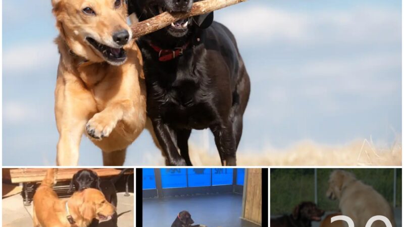 tho “Witness the touching moment when a dog comforts a friend at a shelter, beautifully recorded by the owner. This heartwarming scene melts millions of hearts, highlighting the profound concern and empathy that dogs share with each other.” tho