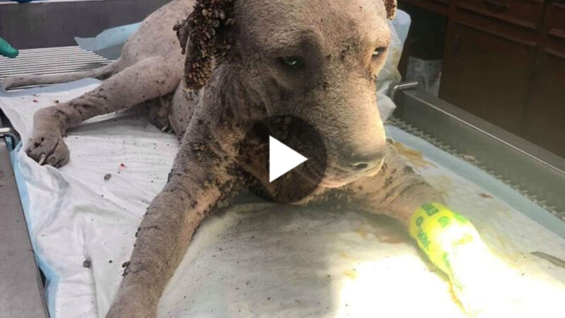 tho “A Stray Puppy, Tormented by Tick Attacks, Becomes So Weakened by Illness and Disease that He Can Barely Endure It, Leaving Netizens Moved.” tho