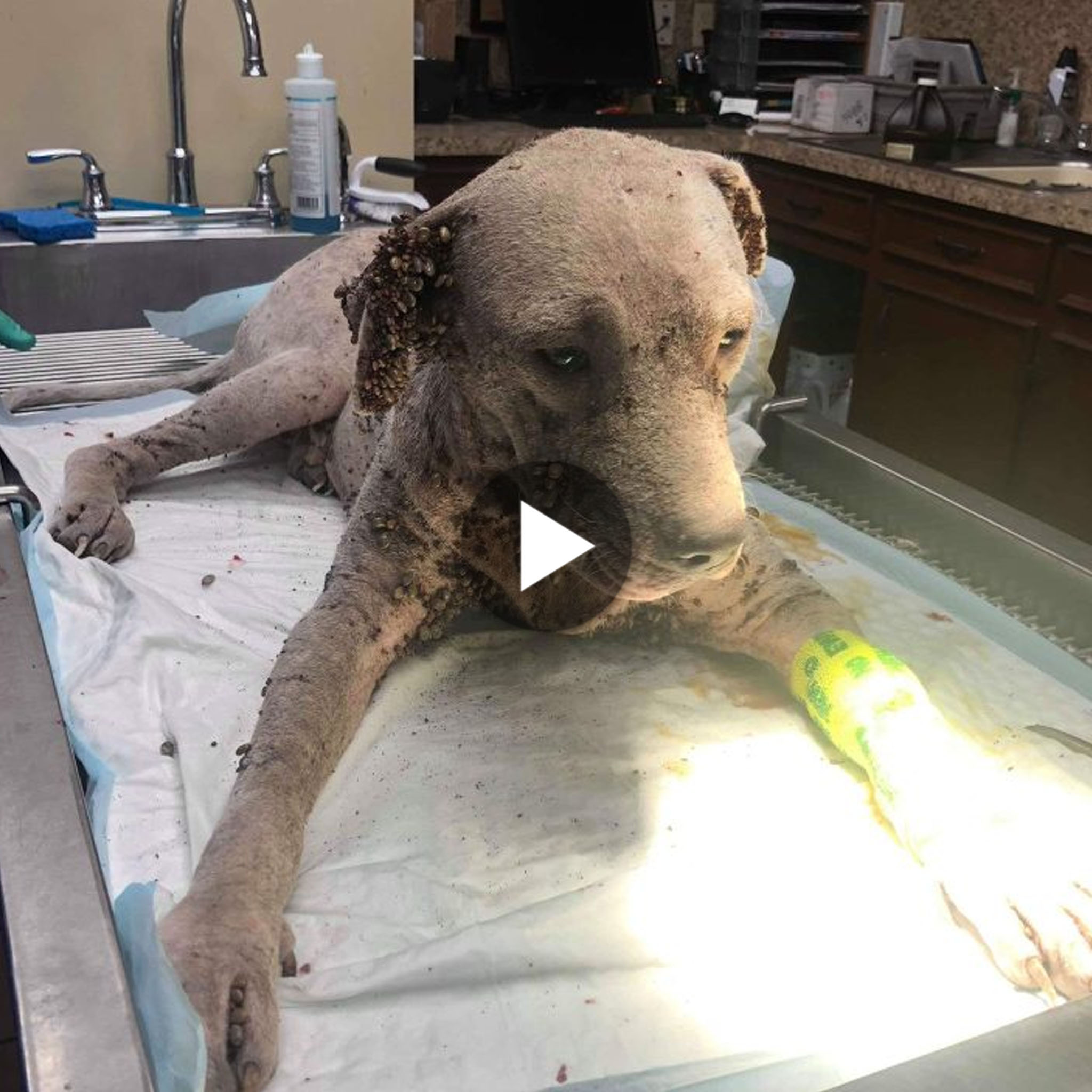 tho “A Stray Puppy, Tormented by Tick Attacks, Becomes So Weakened by Illness and Disease that He Can Barely Endure It, Leaving Netizens Moved.” tho