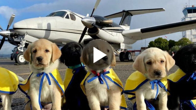 tho “Pilotos voluntarios dedicados transportaron cinco encantadores cachorros en Clearwater, Florida, para su entrenamiento como futuros perros de servicio, haciendo que los usuarios se derritan al verlo.” tho