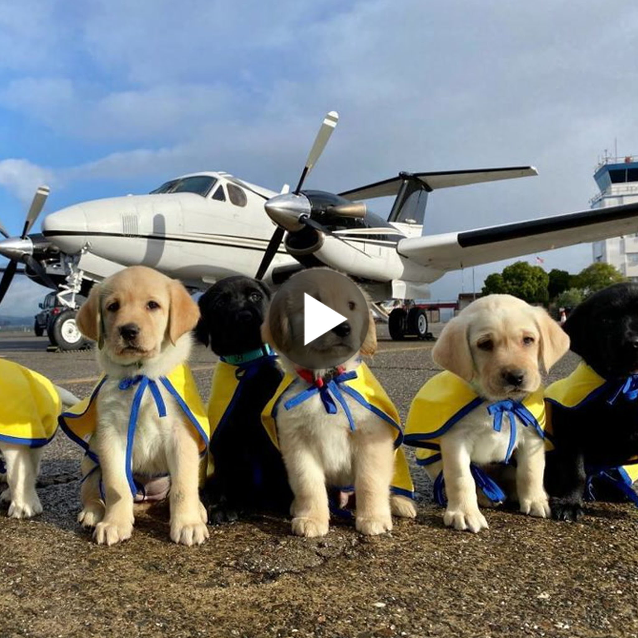 tho “Pilotos voluntarios dedicados transportaron cinco encantadores cachorros en Clearwater, Florida, para su entrenamiento como futuros perros de servicio, haciendo que los usuarios se derritan al verlo.” tho