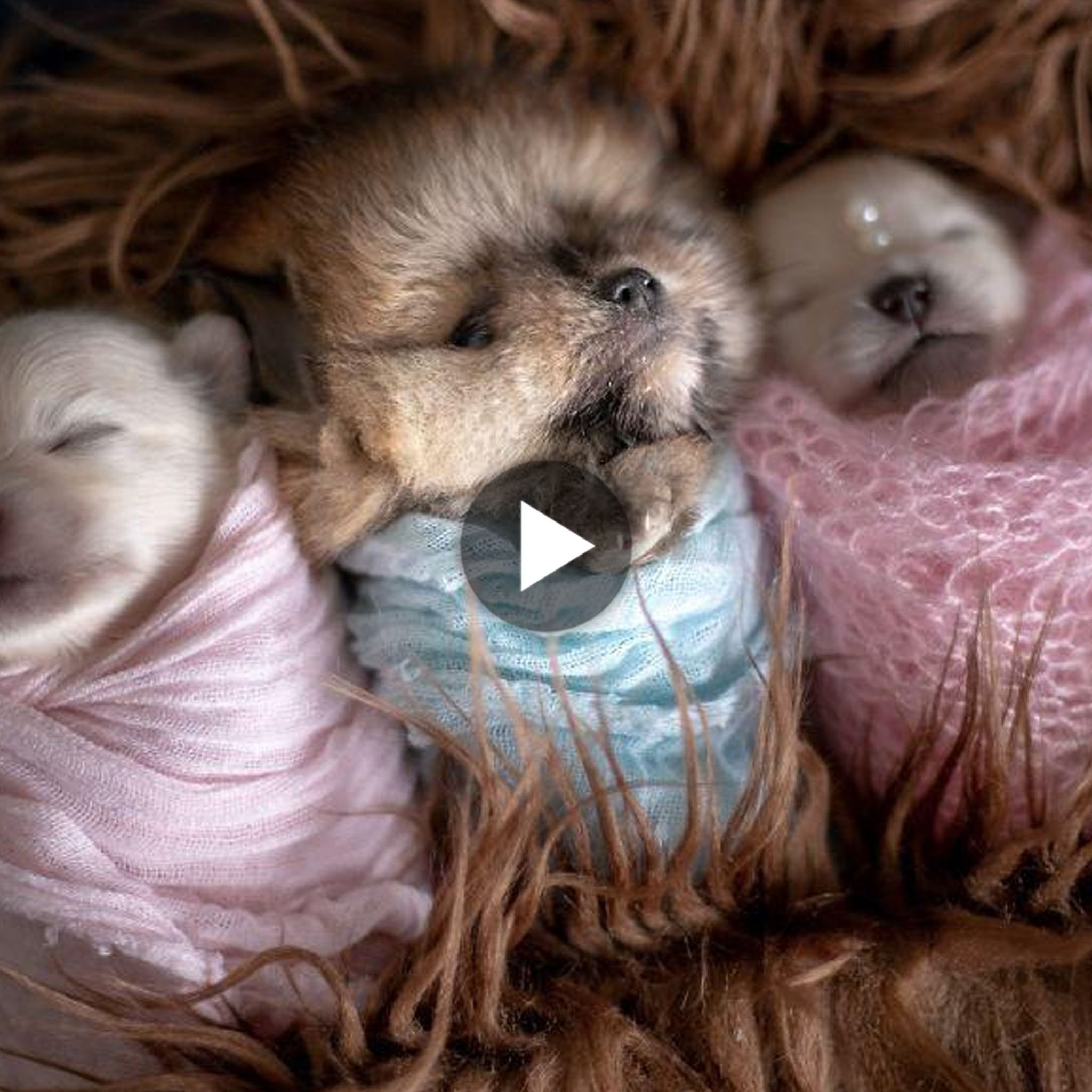 tho “Photographer’s Joy: Brazilian Lensman Captures Heartwarming Newborn Puppy Photoshoot, Kindling Warmth in Hearts. Delights Netizens as They Witness the Cuteness” tho