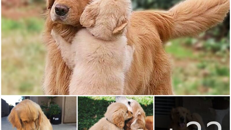 tho “Emotional Reunion: Witnessing the Puppy Reuniting with Its Mother Dog After Months of Separation Warmed the Hearts of Those Who Experienced Their Emotional Journey, Making Netizens Happy” tho