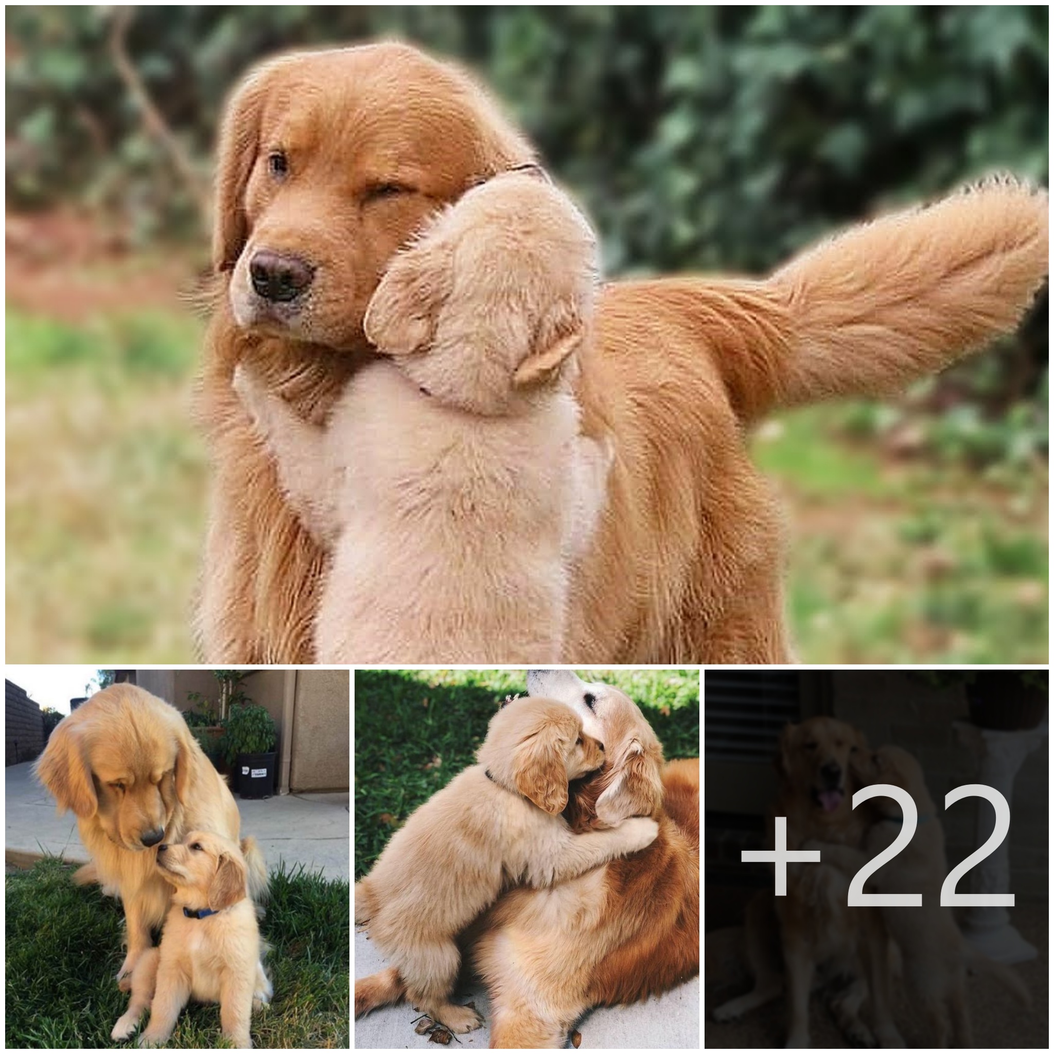 tho “Emotional Reunion: Witnessing the Puppy Reuniting with Its Mother Dog After Months of Separation Warmed the Hearts of Those Who Experienced Their Emotional Journey, Making Netizens Happy” tho