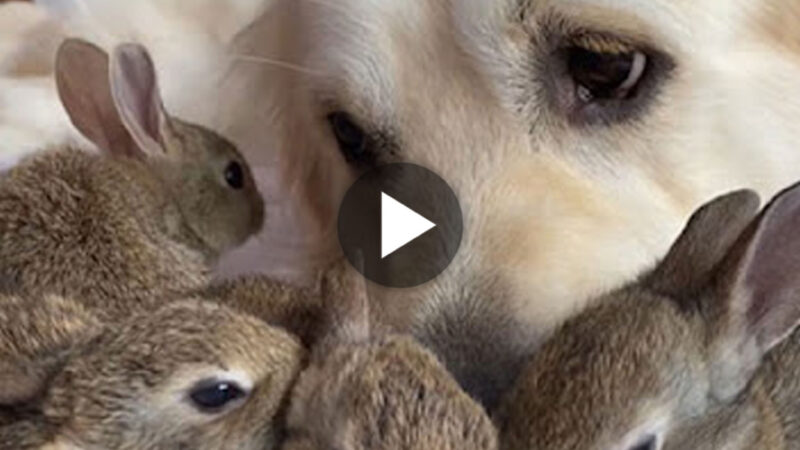 tho “Heartwarming Video: Golden Retriever Steps in as Substitute Father for Orphan Rabbit, Sparking Excitement Among Netizens” tho