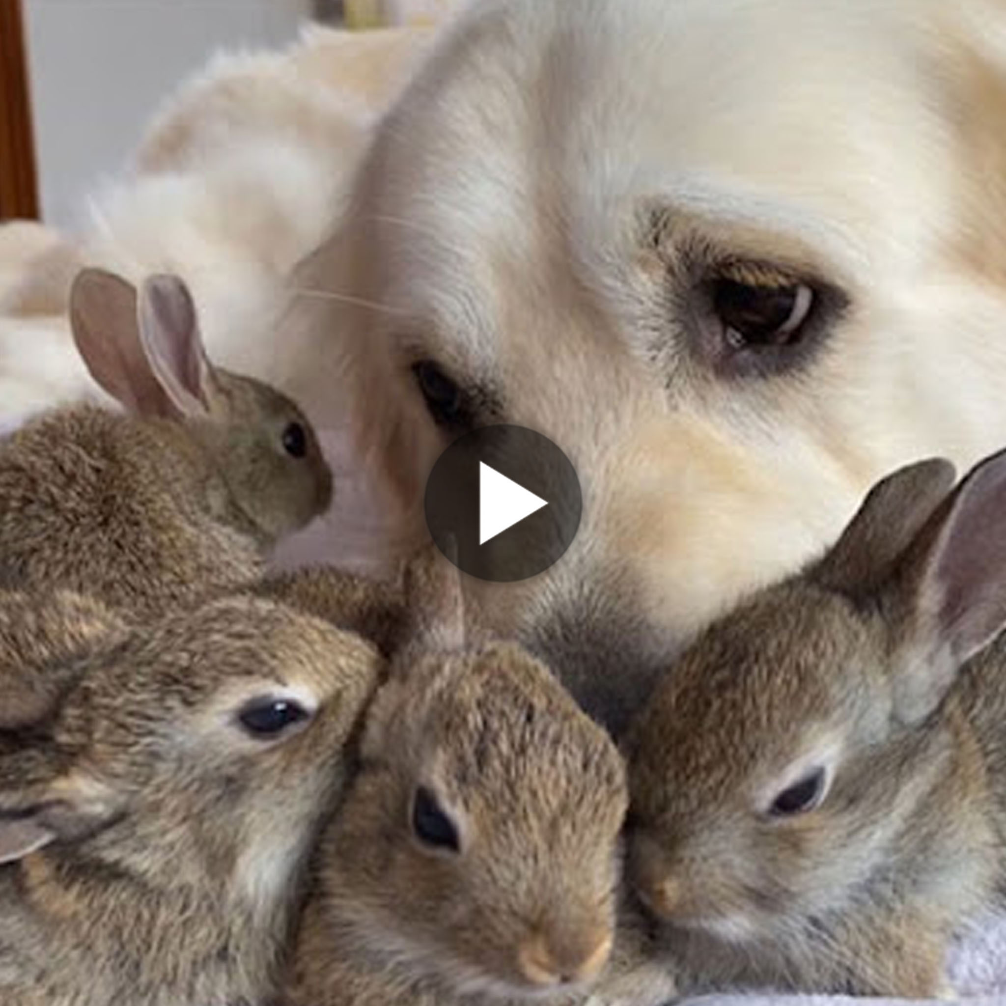 tho “Heartwarming Video: Golden Retriever Steps in as Substitute Father for Orphan Rabbit, Sparking Excitement Among Netizens” tho