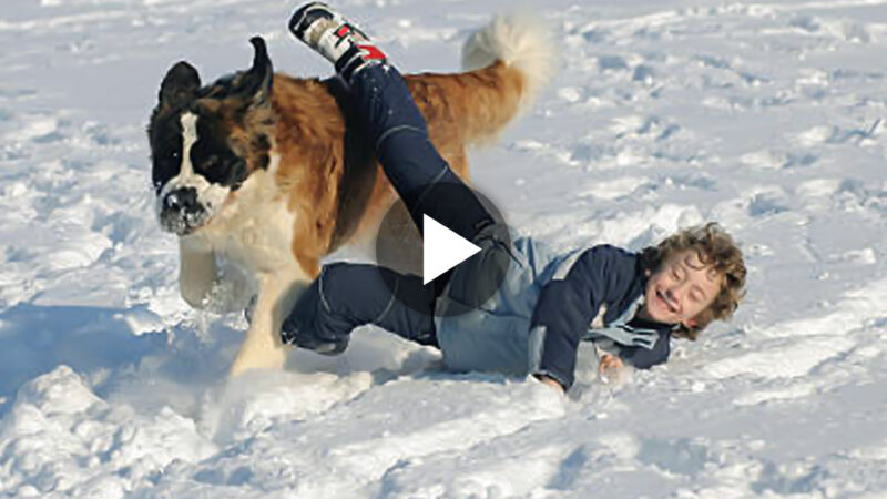 A snowy winter day is spent on a stroll of laughter and happiness between the boy and the giant, furry Saint Bernard. (VIDEO)