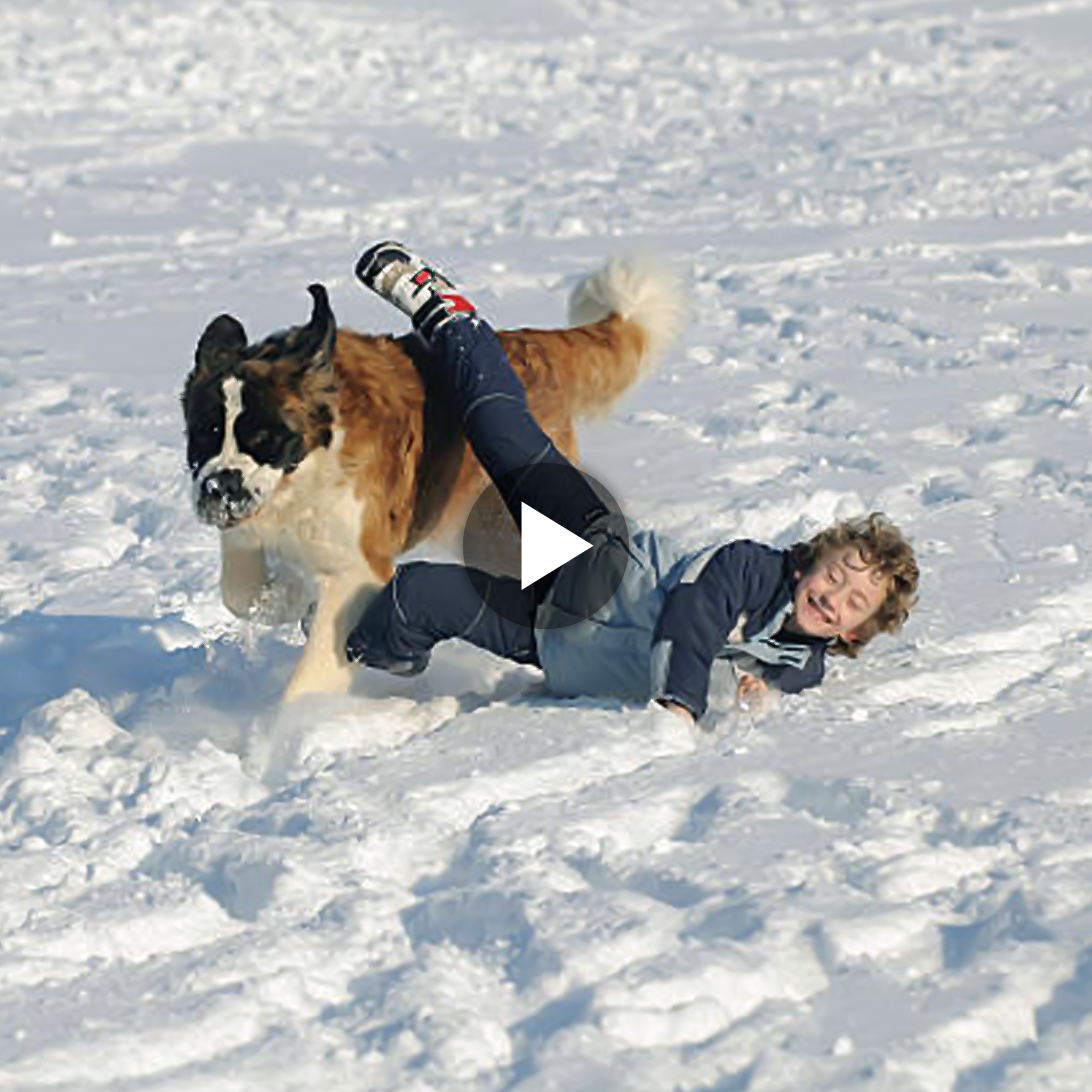A snowy winter day is spent on a stroll of laughter and happiness between the boy and the giant, furry Saint Bernard. (VIDEO)