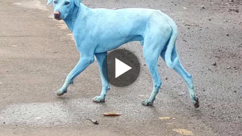 tho “Video: Wild Dog in a Pale Color in India Brings Laughter to Readers” tho