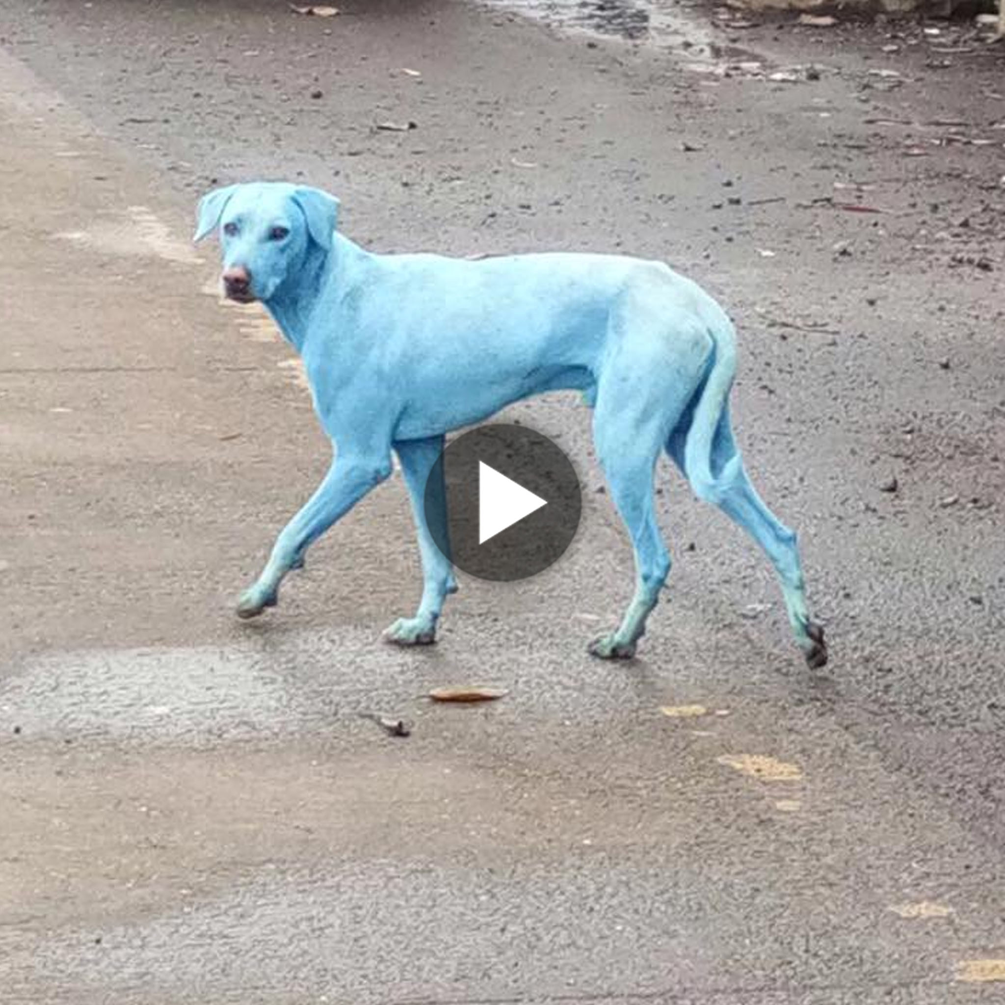 tho “Video: Wild Dog in a Pale Color in India Brings Laughter to Readers” tho