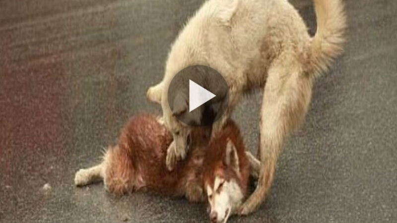 Loyal dog stays by his dying friend’s side, crying and trying to wake up his friend after an accident, touching the hearts of passersby.