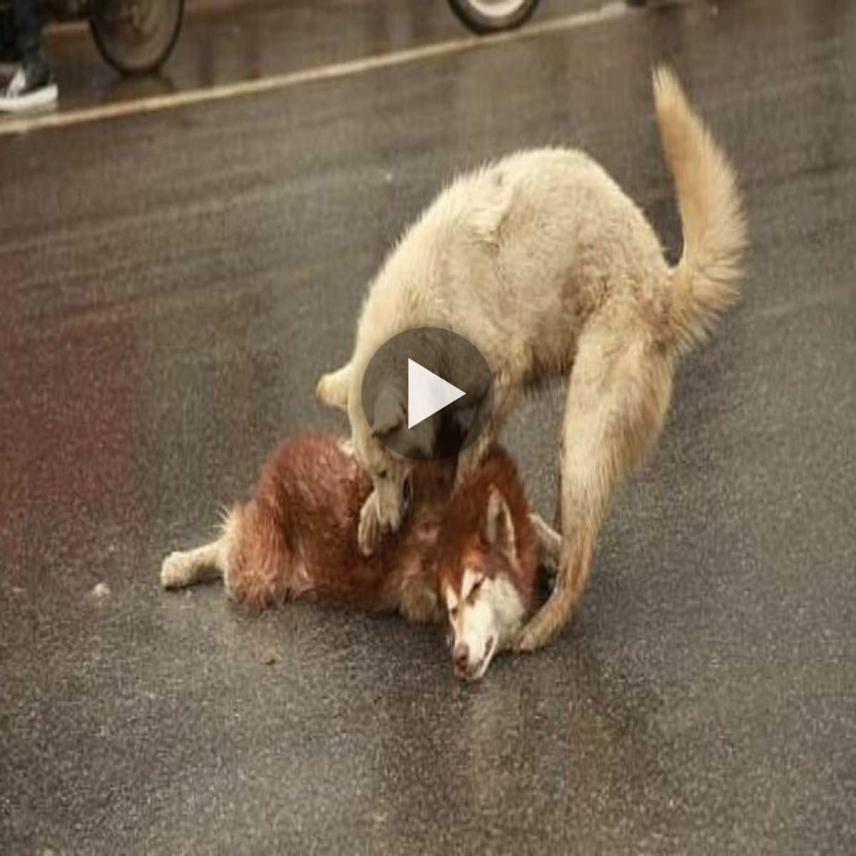 Loyal dog stays by his dying friend’s side, crying and trying to wake up his friend after an accident, touching the hearts of passersby.