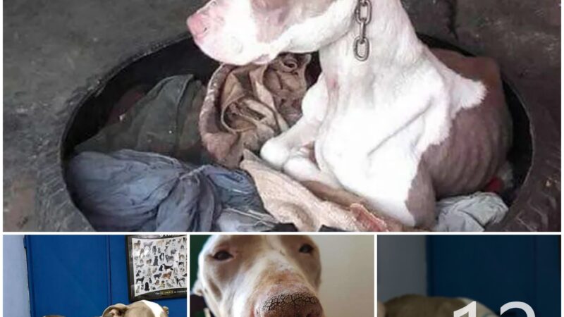 tho “Rescuers Freed a Dog Confined to an Excessively Short Chain, Unable to Even Rest Her Head. Her Astonishing Transformation Now Stands as a Testament to the Incredible Difference Compassion and Care Can Make.” tho