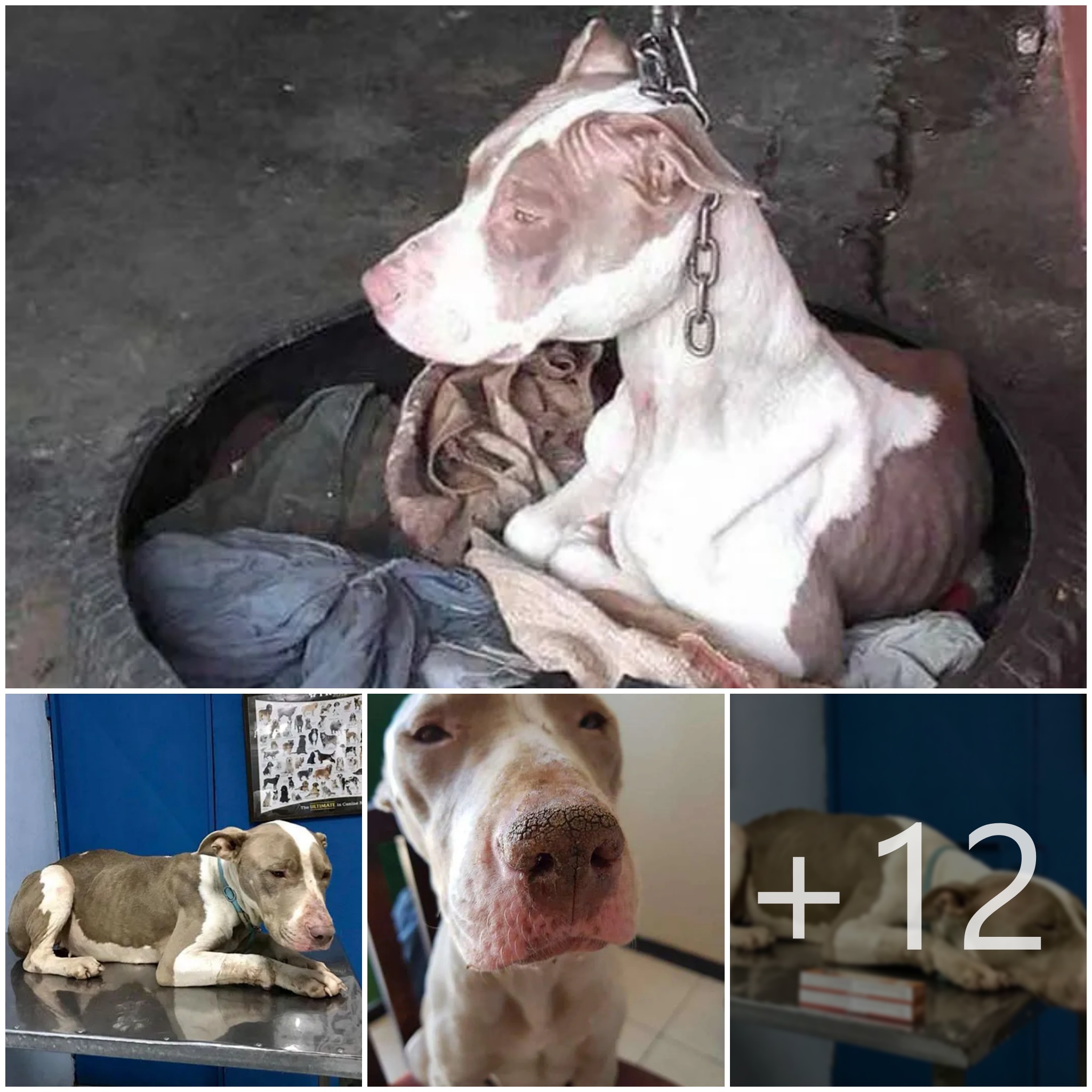 tho “Rescuers Freed a Dog Confined to an Excessively Short Chain, Unable to Even Rest Her Head. Her Astonishing Transformation Now Stands as a Testament to the Incredible Difference Compassion and Care Can Make.” tho