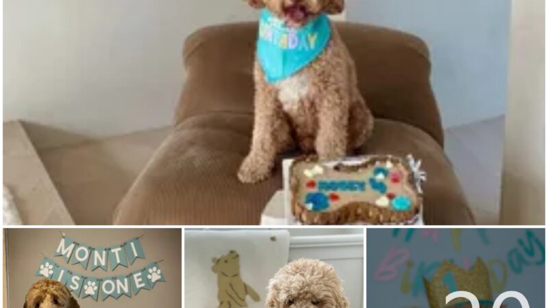 tho “Fetch Fun: How to Organize the Ultimate Dog Birthday Party That Brings Joy to Netizens” tho