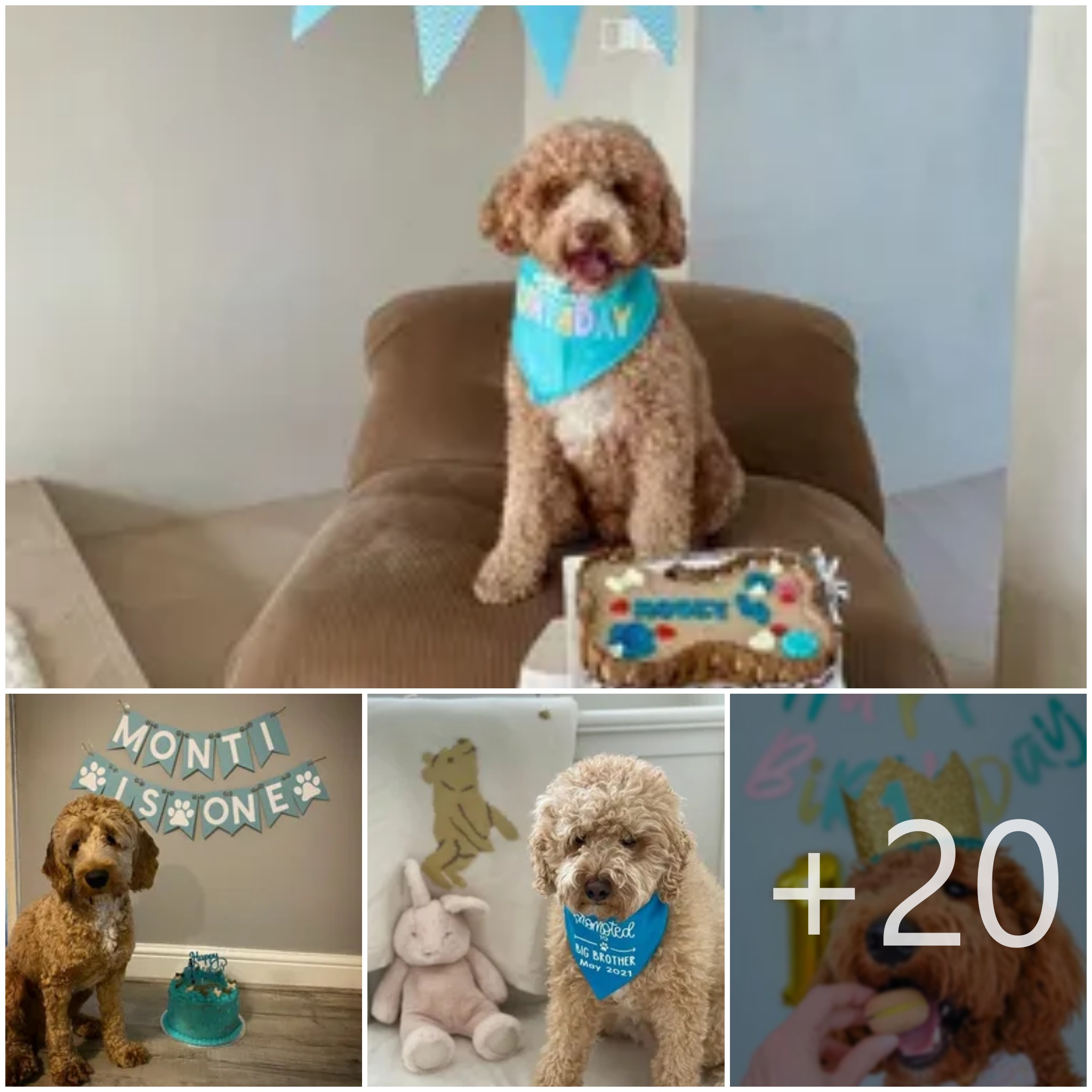 tho “Fetch Fun: How to Organize the Ultimate Dog Birthday Party That Brings Joy to Netizens” tho
